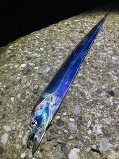 タチウオの釣果