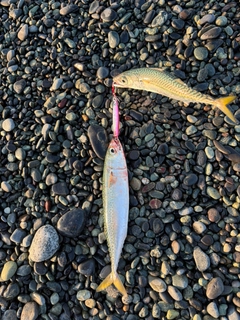 サバの釣果