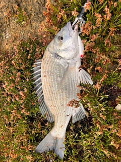 ミナミクロダイの釣果