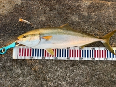 メジロの釣果