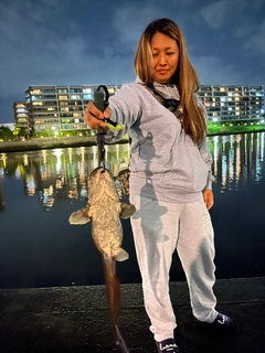 ニホンナマズの釣果