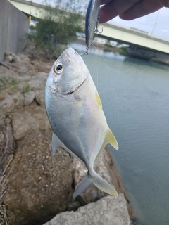 メッキの釣果