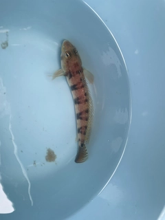 カワハギの釣果