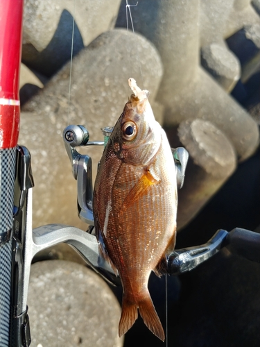 ウミタナゴの釣果