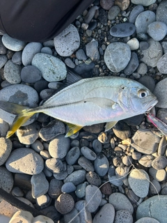 メッキの釣果