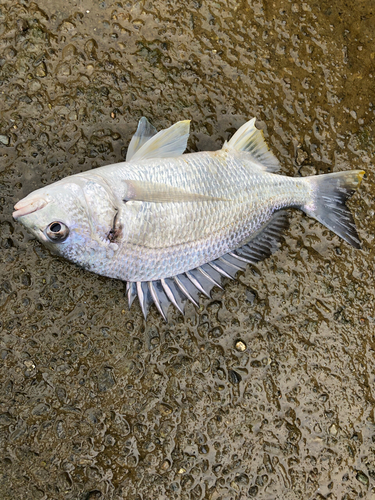 キビレの釣果