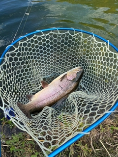 トラウトの釣果