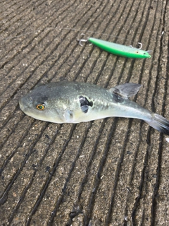 トラフグの釣果