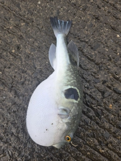 トラフグの釣果