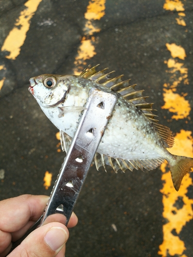 アイゴの釣果