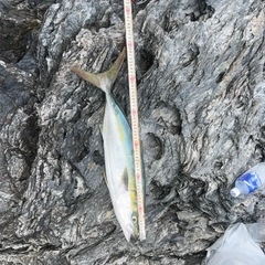 ハマチの釣果