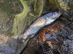 ヤマメの釣果