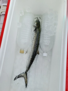 サゴシの釣果