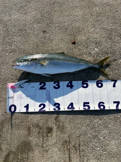 ワラサの釣果