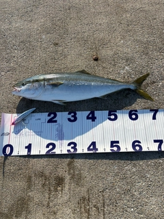 ワラサの釣果