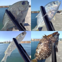 メジナの釣果