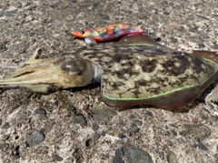 モンゴウイカの釣果