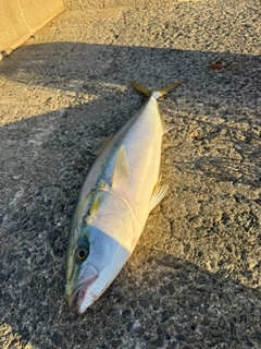 メジロの釣果
