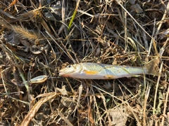 ニゴイの釣果