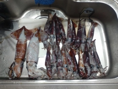 ムラサキイカの釣果