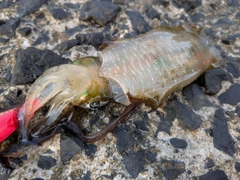 アオリイカの釣果