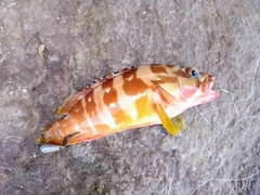 アカハタの釣果
