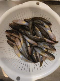 ハゼの釣果