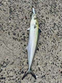 サゴシの釣果