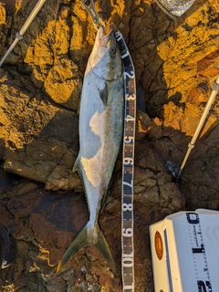 ヒラマサの釣果