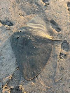アカエイの釣果