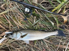スズキの釣果