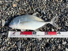 ロウニンアジの釣果