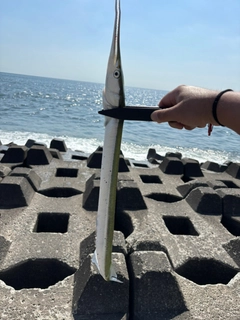 ダツの釣果