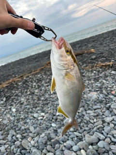 ショゴの釣果