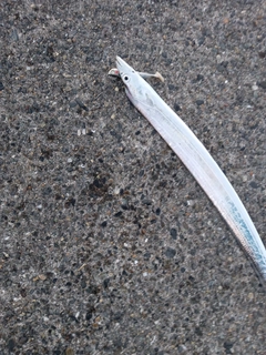 タチウオの釣果