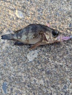メバルの釣果