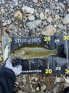 スモールマウスバスの釣果