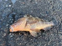 オオモンハタの釣果