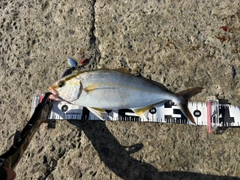 シオの釣果