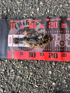 ソゲの釣果
