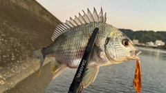 キビレの釣果