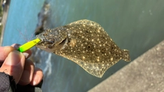 ソゲの釣果