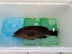 オオモンハタの釣果