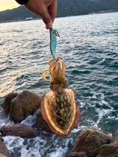 コウイカの釣果