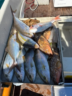 アコウの釣果