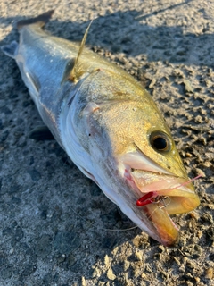 スズキの釣果