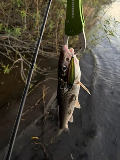 ニゴイの釣果
