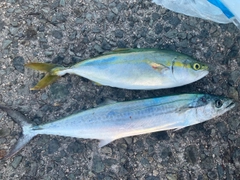 サゴシの釣果