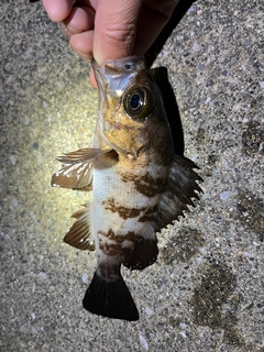メバルの釣果