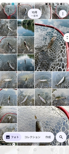 ニジマスの釣果